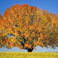 Colorful-Maple-Tree