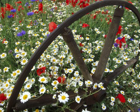 Corn-Chamomile-Poppies-and-Cornflowers - nature, landscape, colors, flowers, outdoors