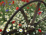 Corn-Chamomile-Poppies-and-Cornflowers