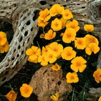 Mexican-Goldpoppies-Oregonpipe-Cactus-National-Monument-Arizona