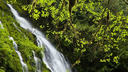 Boulder Falls - fall, tree, spring, washington