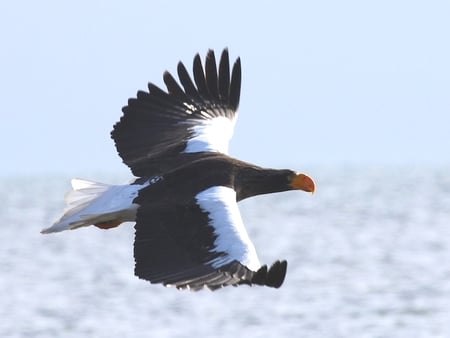 Steller's Sea Eagle - eagle, stellers, heaviest, sea, worlds