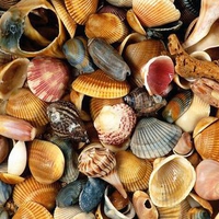 Colourful seashells