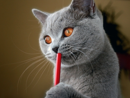 Now How Many Tins Of Food Do I Need - grey, eyes, amber, pencil, cat