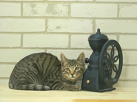 Cat with grinding machine - pet, animal, kitten, feline, loveable, cat, machine