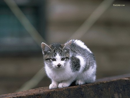 White and grey cat - cat, animal, feline, pet, loveable, kitten