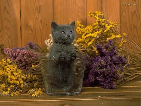 Enjoying the flowers - pet, animal, kitten, feline, loveable, flower, cat