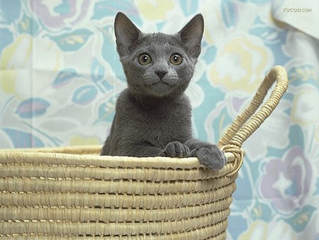 Dark grey cat in basket - basket, pet, animal, kitten, feline, loveable, cat