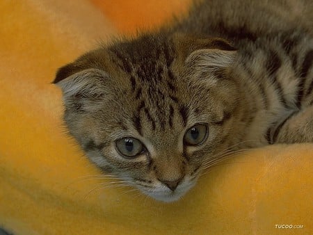 Kitten - pet, animal, kitten, feline, loveable, cat