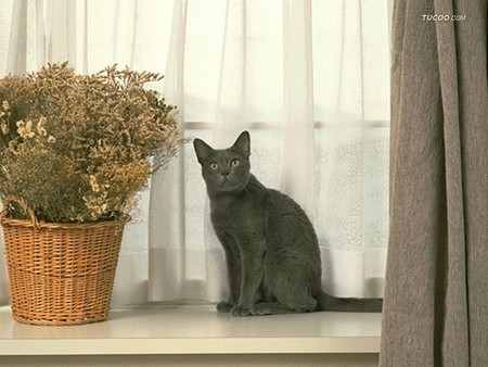 Black cat with flower basket - cat, plant, feline, animal, pet, basket, loveable, kitten