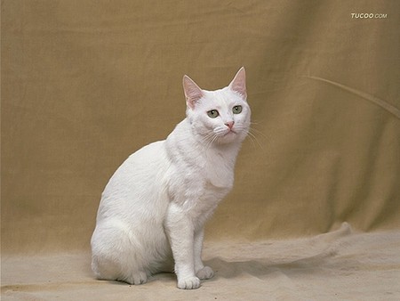 White cat - pet, animal, kitten, feline, loveable, cat