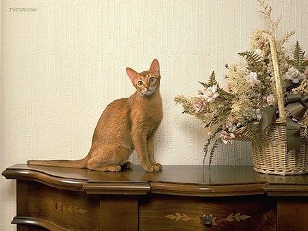 Cat on the shelf - animal, kitten, shelf, loveable, pet, cat, feline