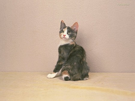 Kitten posing - animal, kitten, loveable, pet, cat, feline