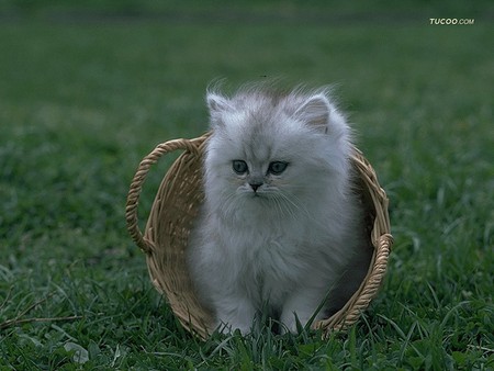 White kitten in basket - basket, pet, animal, kitten, feline, loveable, grass, cat