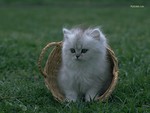 White kitten in basket