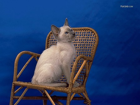 Enjoying the chair - animal, kitten, loveable, pet, cat, feline, chair