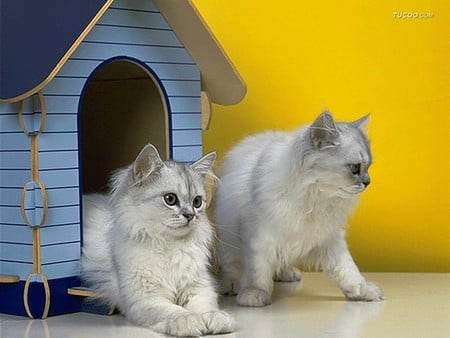 Cat couple - house, pet, animal, kitten, feline, loveable, couple, cat