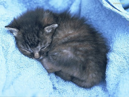 To sleep! - pet, animal, sleep, kitten, feline, loveable, cat