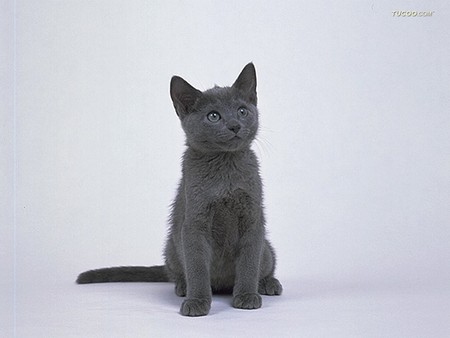 Grey kitten posing - pet, animal, kitten, feline, loveable, cat