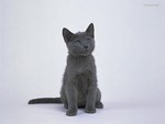 Grey kitten posing