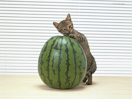 Cat and watermelon - pet, animal, watermelon, kitten, feline, loveable, fruit, cat