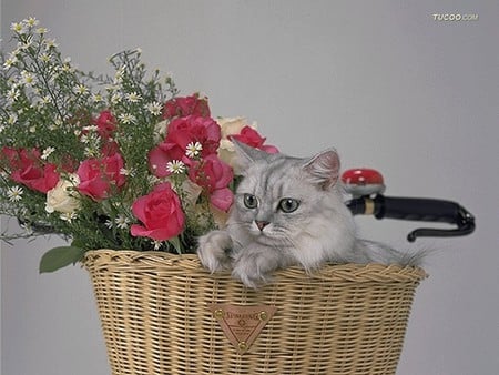 Cat and flowers in basket - basket, pet, animal, kitten, feline, loveable, flower, cat