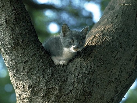 Arm cat tree - animal, kitten, loveable, pet, cat, feline, tree