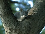 Arm cat tree