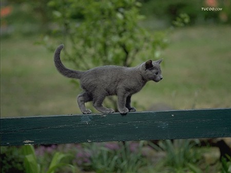 Cat strolling - animal, kitten, loveable, pet, cat, feline