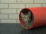 Cat peering through a tube