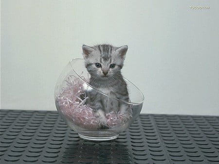 Cat in glass ball - cat, animal, feline, ball, pet, loveable, kitten