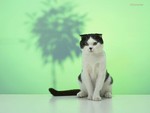 Kitten on green background