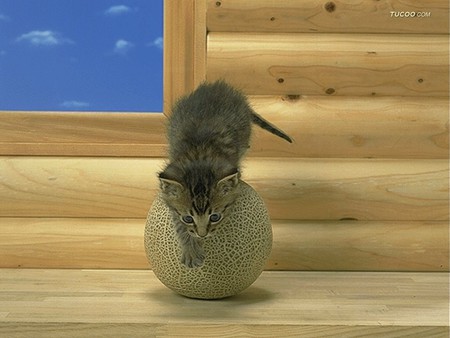 Cat on melon - melon, cat, pet, animal, wimdow, kitten, feline, loveable, fruit