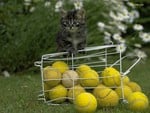 Cat with tennis balls