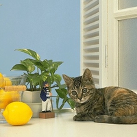 Cat and lemons