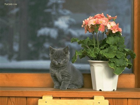 Cat and geraniums - pet, animal, kitten, feline, loveable, flower, cat