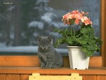 Cat and geraniums