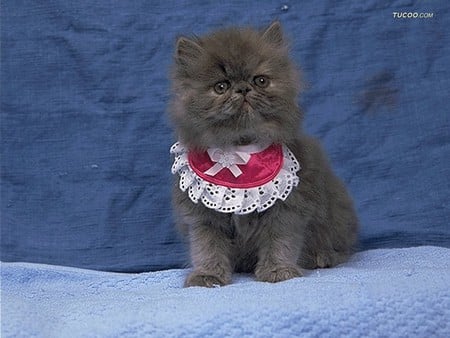 For my friend CarmenBonilla * Kitten with bib - pet, animal, kitten, feline, bib, loveable, cat