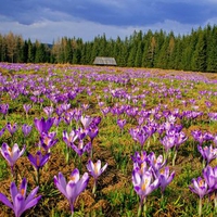 crocuses