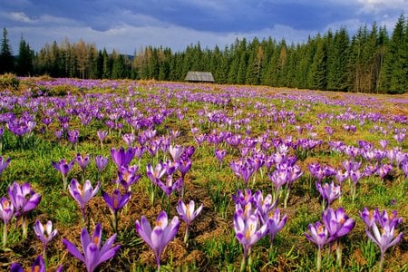 crocuses - pine trees, beautiful, blue sky, colourful, valley, country house, flowers, crocuses, field