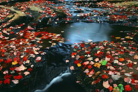 leaf covered stream