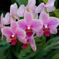 purple orchids