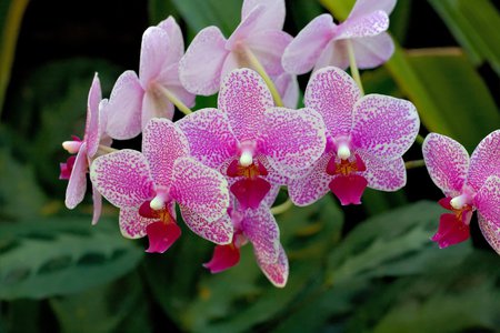 purple orchids - pot, flowers, green leaf, purple, beautiful, orchids