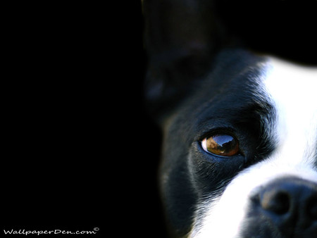 Brown Eyed Doggy! - black, nose, white, eyes, eye