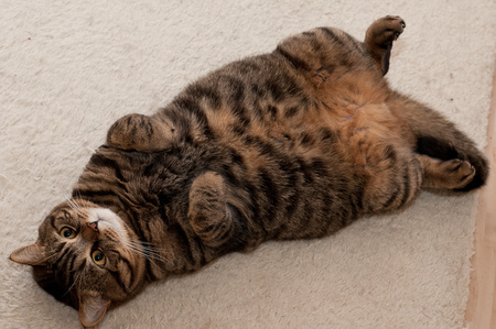 yoga for cats - brown tiger, resting, nice, floor, yoga, big cat