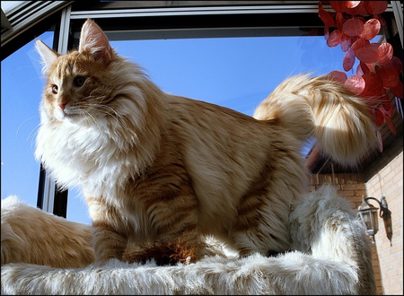 Spring in Air - looking out, brown white, big cat, beautiful, longhair, balcony window, spring time