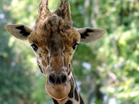 Giraffe - animal, ears, beautiful, detailed, giraffe, horns