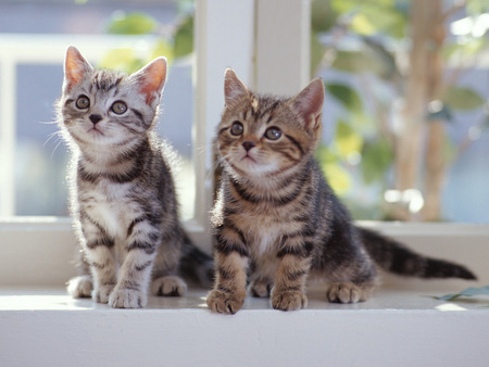 Cat duo - animal, kitten, loveable, cat, window, feline