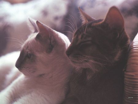 Cat couple - animal, kitten, loveable, cat, feline