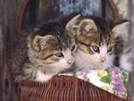 Sweet cats